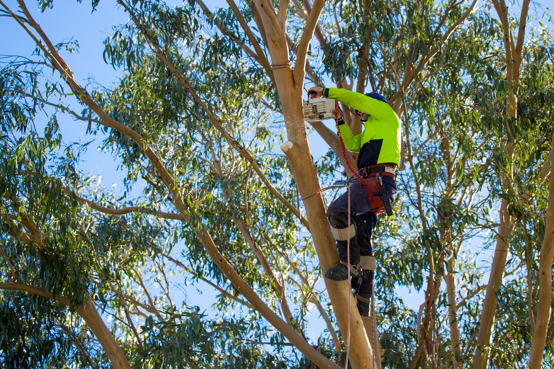 Image of large clippers trimming a tree branch.