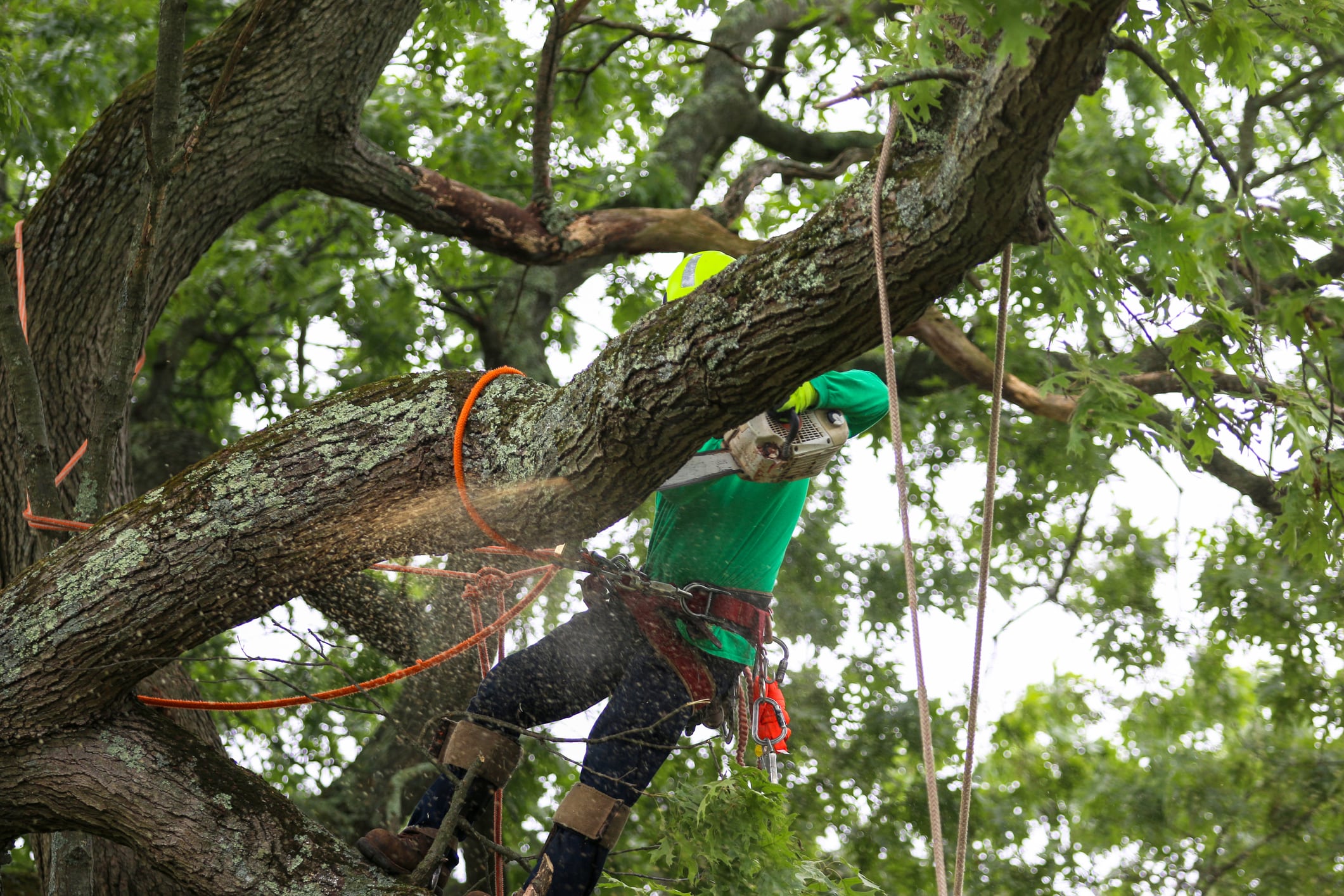 Image of a man using a chainsaw to remove a tree.